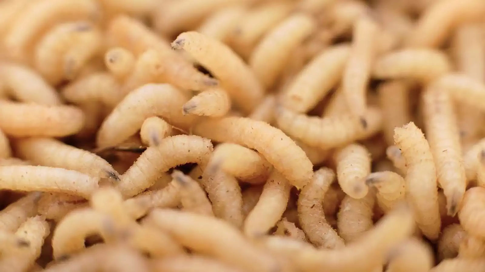 ✓ Dream Dictionary: What it Means to Dream About Maggots