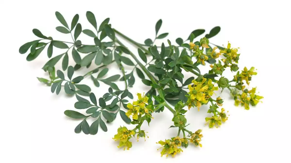 7 Properties of Rue, the Magic Plant