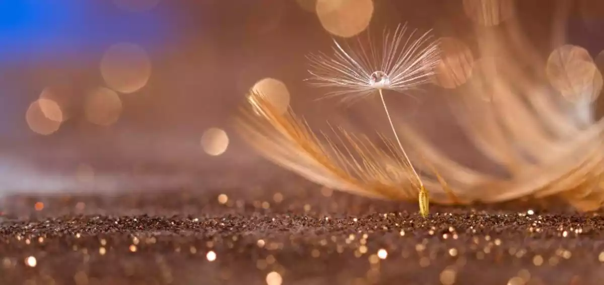 Dandelion floating on sparkly ground with brown feather